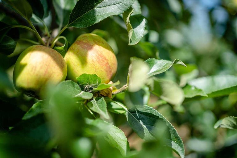 apple-on-tree