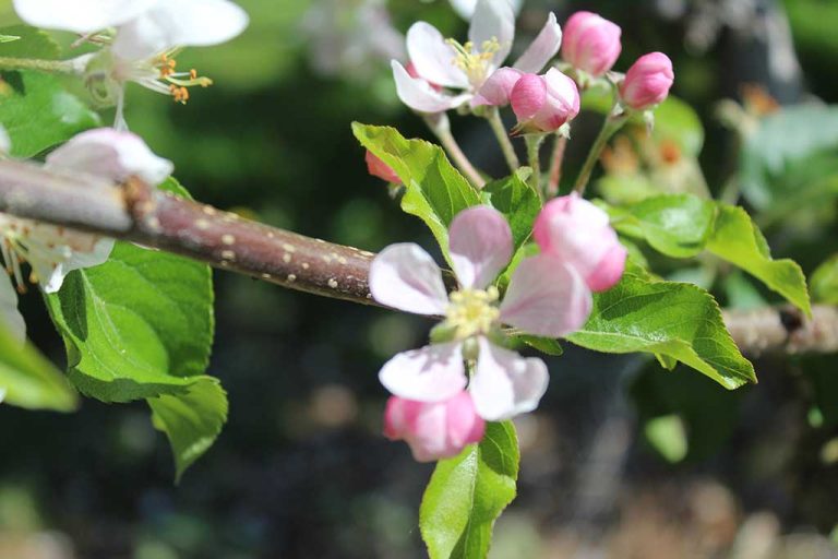 pink-blossom