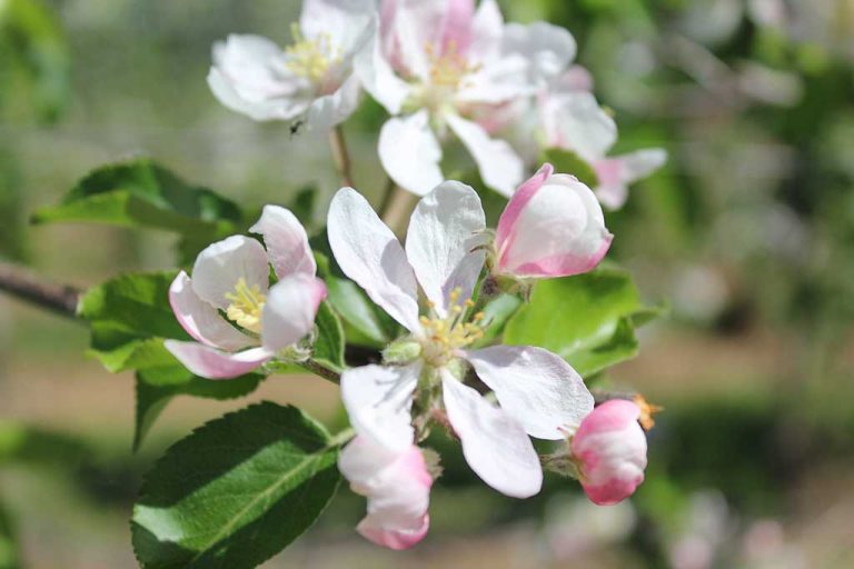 single-blossom
